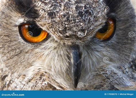 Eagle Owl Eyes Stock Photo - Image: 17058070