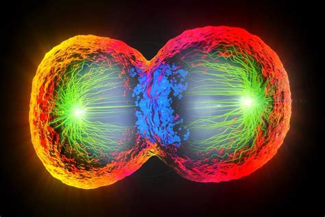 Senescent Cells Explained - NMN