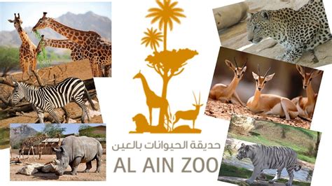 Al Ain Safari Zoo I Excellent place to explore !!! - YouTube