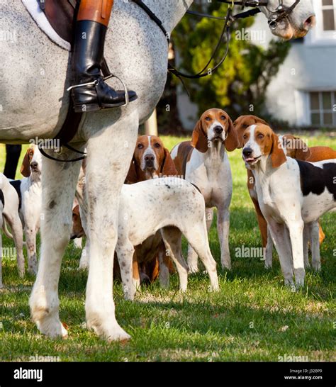 Fox hunting - Fox Hounds and huntsman at a traditional fox hunt Stock Photo - Alamy