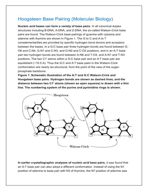 Hoogsteen Base Pairing (Molecular Biology) Nucleic acid bases can