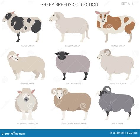 Sheep Breeds Collection 7. Farm Animals Set Stock Vector - Illustration ...