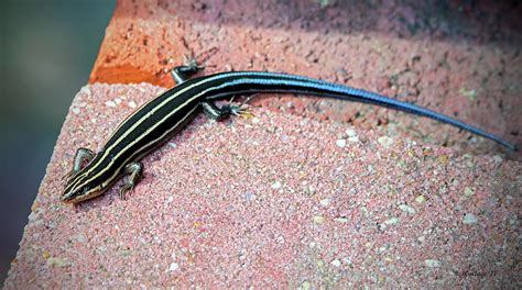 Striped Lizard Photograph by Brian Wallace - Pixels