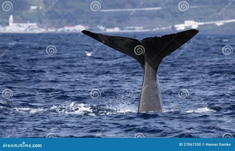 Whale Watching Azores Islands - Sperm Whale 01 Stock Photo - Image of lajes, behavior: 27067330