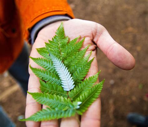 a person holding a green leaf in their hand