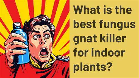 What is the best fungus gnat killer for indoor plants? - YouTube