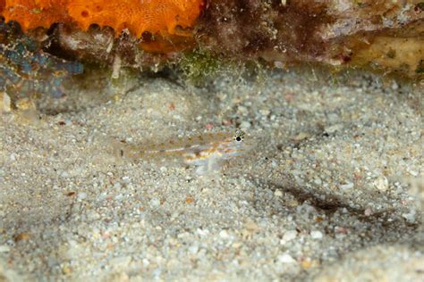 Bonaire Reef - Gobies