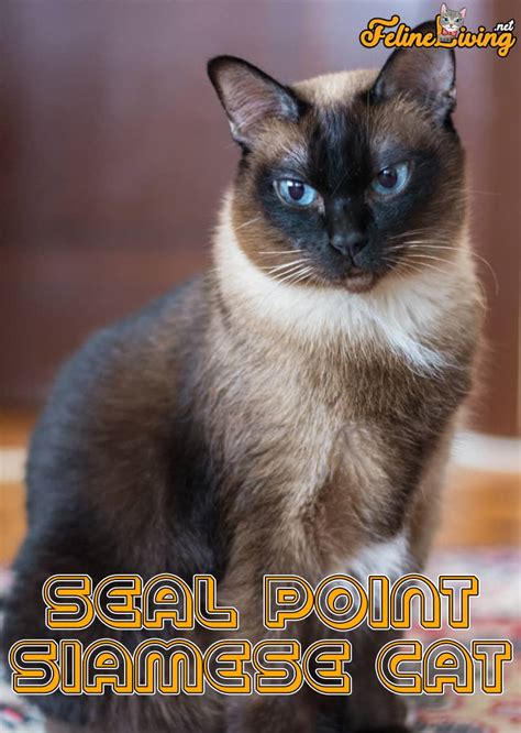 The Seal Point Siamese Cat 2023: Best Of All Siamese Breed?