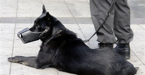 Executive Protection Dogs – Prestige Protection Dogs