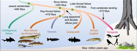 Surprise! We’re More Like Primitive Fishes Than Once Believed
