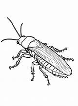 30  Cockroach Coloring Pages Free Printable PDF JPG PNG & Online sketch template