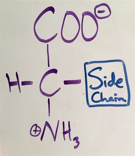 Amino Acid Printable Flashcards - Free Printable Templates