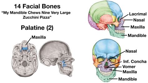 Cranial and facial bones – Telegraph