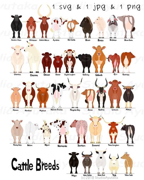 牛の品種一覧その2/various breeds of cows chart 2, svg, jpg, png, 1620'' - Etsy ...