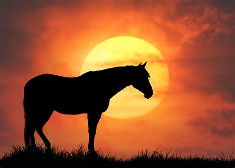 Sunset Horse Silhouette Free Stock Photo - Public Domain Pictures