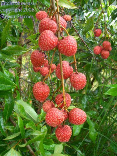 Tropical Fruit and Nut Plants | Fruit, Tropical fruits, Exotic fruit