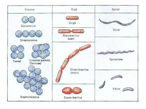 Cell Ultrastructure