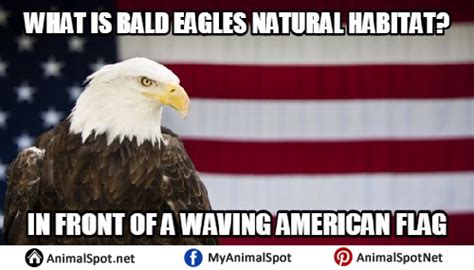 Bald Eagle Memes