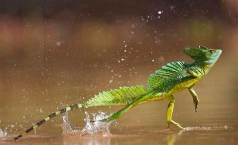 jesus-christ-lizard-running-on-water - iGUi Ecologia