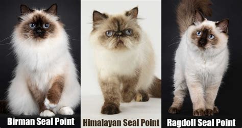 Seal Point Himalayan Siamese Mix