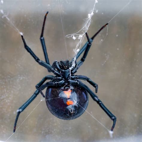 Black Widow Spider Web Stock Photos, Pictures & Royalty-Free Images ...