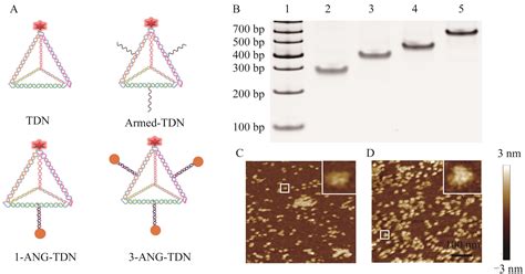 Controllable Assembly and Properties of Brain Targeting Peptides with Tetrahedral Framework ...