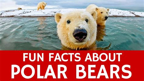 Interesting Facts about Polar Bears – Educational Video for Kids and ...