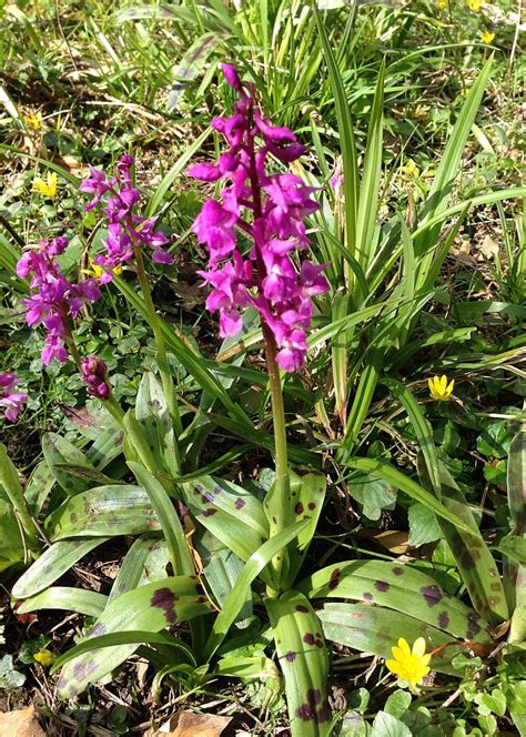 Early Purple Orchid in West Sussex | Three Amigos Birding