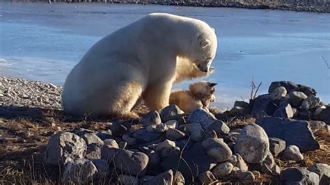 Polar bear pets dog in moment of interspecies friendship - CNET