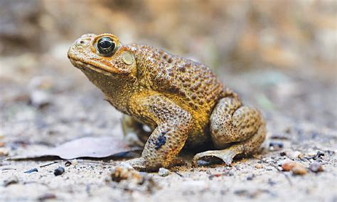 Captured toxic cane toad in Australia sparks fears - Newspaper - DAWN.COM