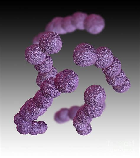 streptococcus agalactiae - DrBeckmann