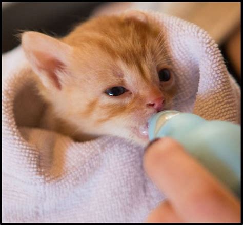 What To Feed Newborn Kittens in an Emergency ? - irkincat.com