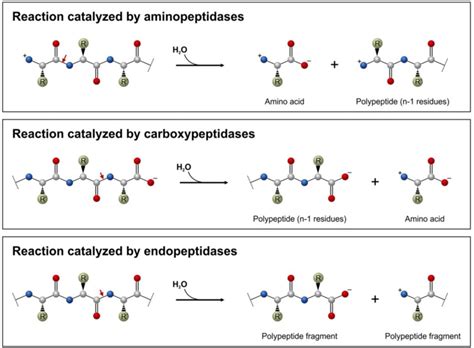 Chapter 7: Catalytic Mechanisms of Enzymes – Chemistry