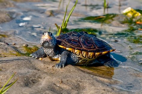 Terrapins And Turtles The Difference