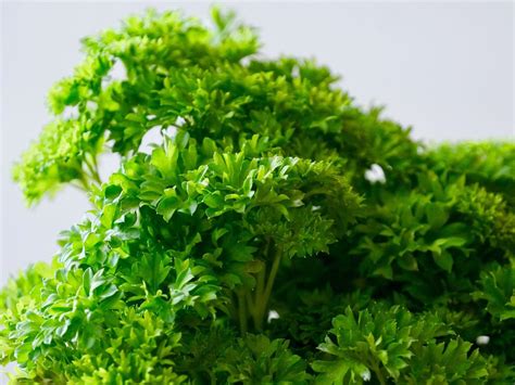 Growing Parsley from Seed - How to Keep a Continual Harvest – Sow Right ...