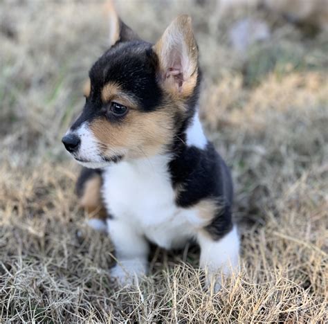 Pembroke Welsh Corgi Puppies For Sale | Brooksville, FL #322629