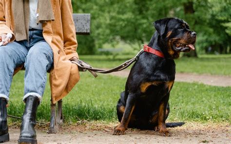 Are Rottweilers Dangerous? A Breed Highlight - Goodin Abernathy LLP