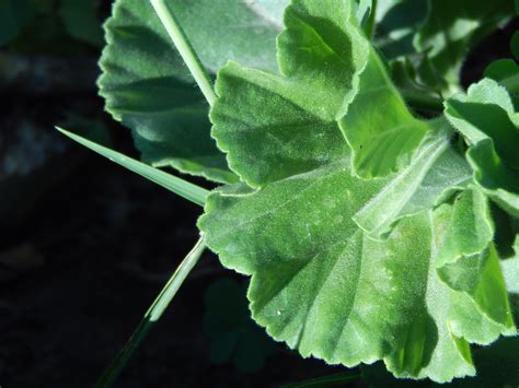 Fotos gratis : árbol, naturaleza, hoja, flor, comida, hierba, Produce, botánica, jardín, flora ...