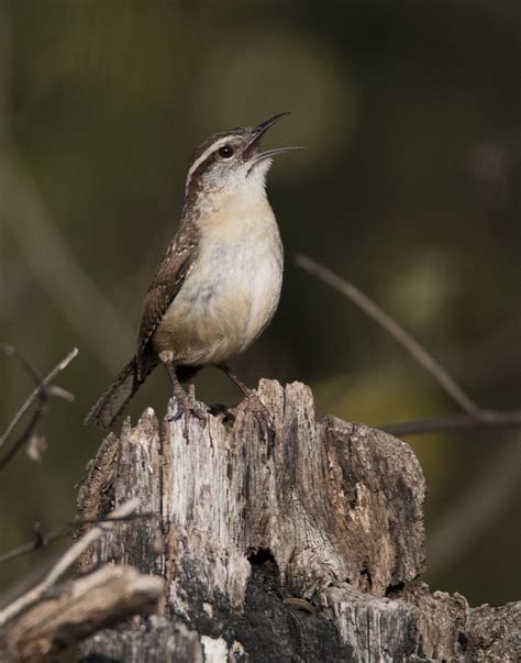 Singing Carolina Wren Photograph by Alicia Collins