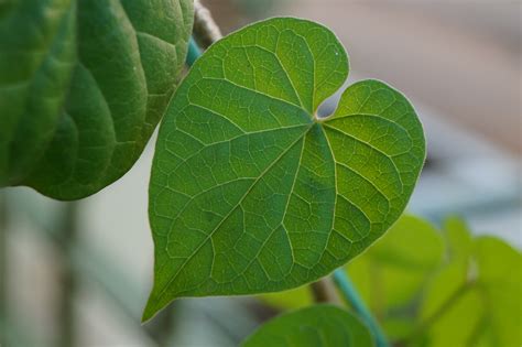 File:Cowslip creeper leaves.jpg - Wikimedia Commons