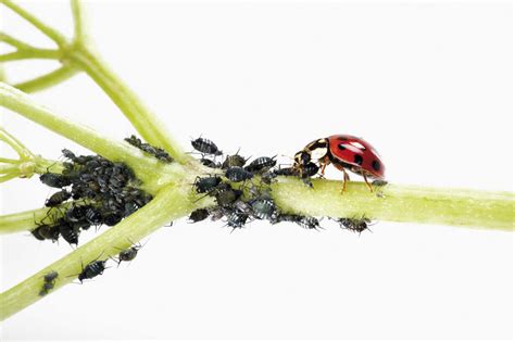 Ladybug eating aphids, close-up stock photo