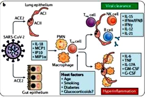 Cytokines impliquées dans la maladie inflammatoire au COVID-19 [38]. | Download Scientific Diagram