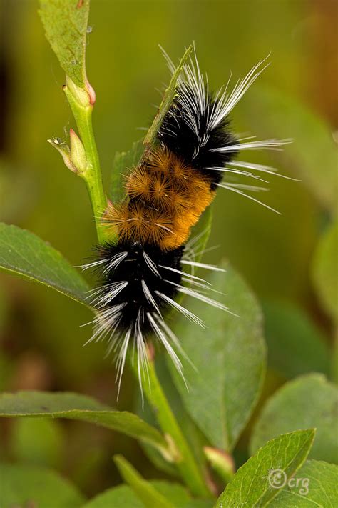 Spotted Tussock Moth or Yellow-Spotted Tiger Moth Lophocampa maculata Harris, 1841 | Butterflies ...