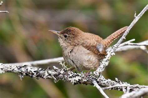 House Wren Nesting Behavior, Song, and Diet - Charismatic Planet