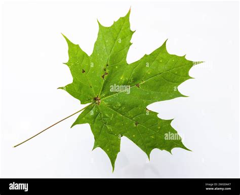 Green maple leaf isolated on white background Stock Photo - Alamy