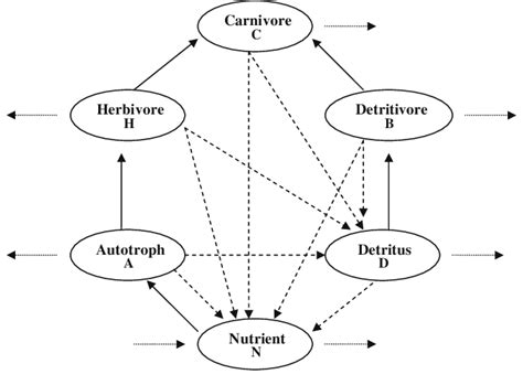 Schematic diagram of the food web model with grazing and detrital food... | Download Scientific ...