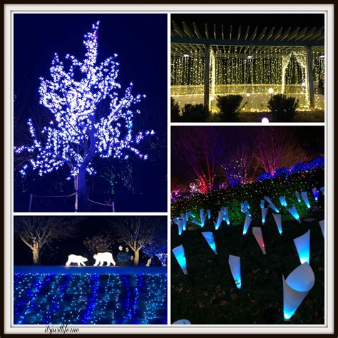 Winter Lights - The North Carolina Arboretum - It's Just Life