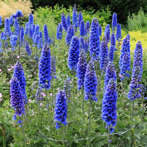 Blue Flowering Perennials (15 Easy To Grow Plants) | Blue flowering plants, Shade perennials ...