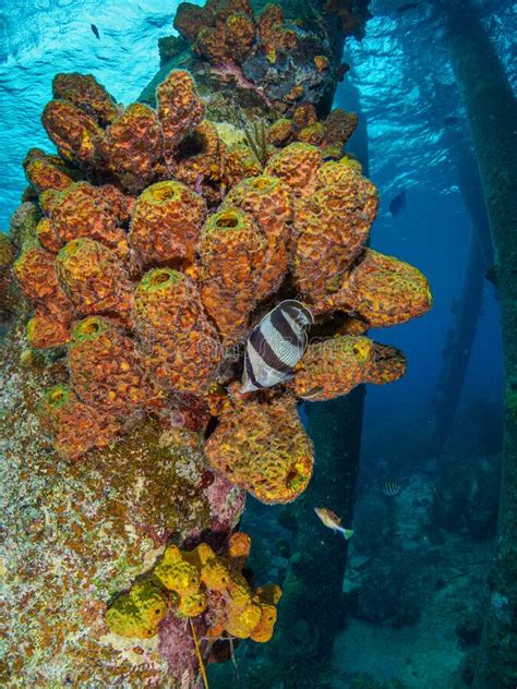 Banded Butterflyfish, Chaetodon Striatus. Bonaire, Caribbean ...