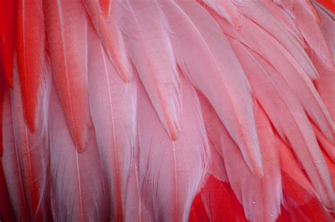 Pink Flamingo feathers Photograph by Tony and Kristi Middleton